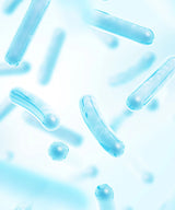 Lactic acid bacteria
